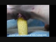 Homemade Amateur Chick Fucks A Whole Corn On The Cob