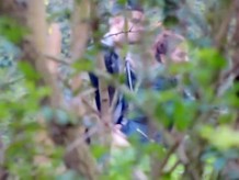 University students caught copulating in the bushes