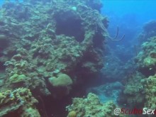 BUCEO Sexo en minifalda junto a un hermoso arrecife de coral