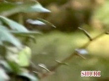 Video de Japón Sharing Presentando esta dulce grieta en el trasero