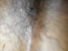 Perrito de ébano casero