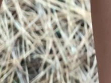 Mi pequeño coño orina mientras un mono mira