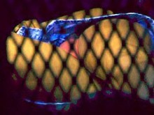 Upskirt (falso) con panty de encaje pillado por la red